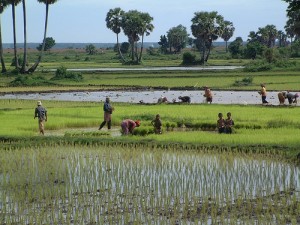 Cambodia rice field 