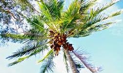 Coconut tree 